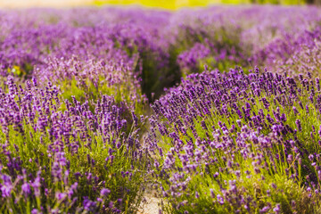 Beautiful Violet Lavender Field Agriculture