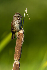 Song Sparrow
