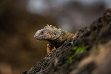 close up of a lizard