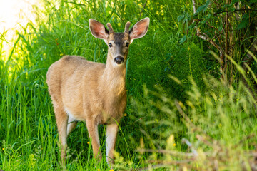 Young Deer