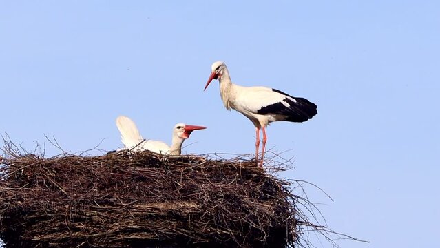 pair of storks on nest, Ciconia ciconia
