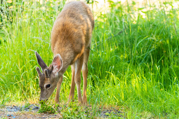 Young Deer