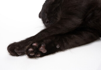 Paws of a cat close-up. Sleeping black cat.