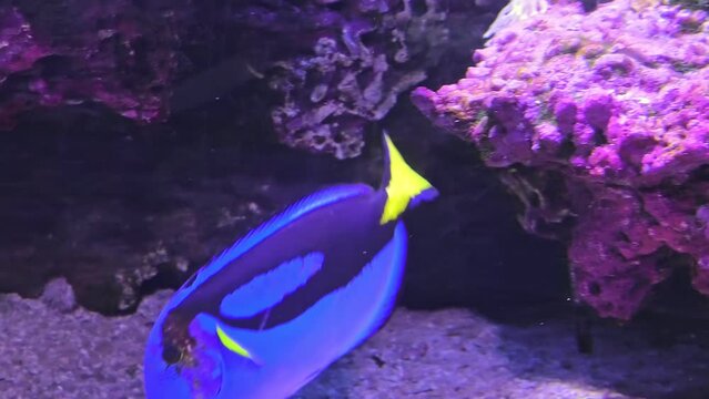 close up of Blue Tang surgeonfish of coral reef of Indo-Pacific ocean. Paracanthurus hepatus species living in Caribeean Sea, Pacific Ocean and Australian great barrier.