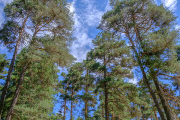 Obraz premium blue sky and trees