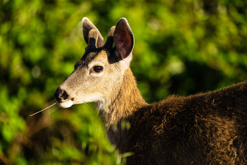 Young Deer