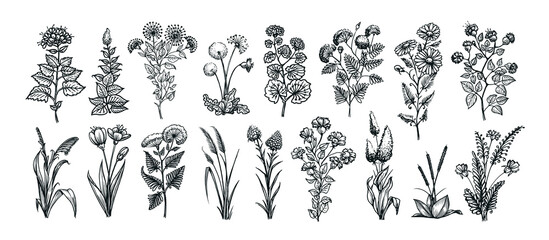 Drawing set of flowers, plants, leaves black sketch Isolated on white background. Vintage vector illustration