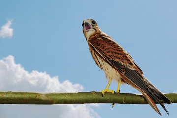 A falcon sits on a tree branch against the sky. Portrait. A bird of prey screams. The kestrel has an open beak. Wildlife. Side view.