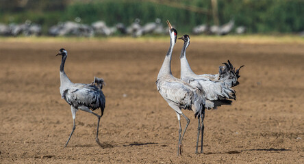 Dancing Cranes  in  arable field.  Common Crane, Scientific name: Grus grus, Grus communis.
