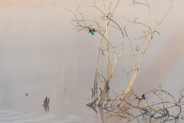 natura e ornitologia al lago di porta