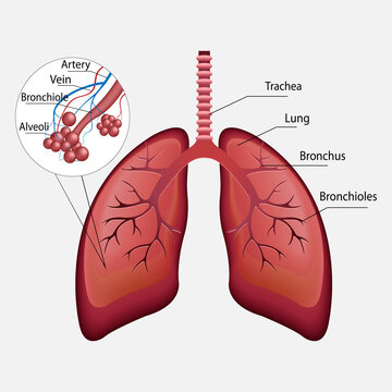 3d vector human respiratory system, lungs, alveoli. Anatomy of the nasal throttle of the larynx. Parts of the human body. Anatomy illustration. Vector