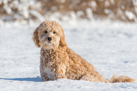 F1B mini goldendoodle female dog in a winter setting with snow