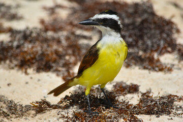 Great Kiskadee (Pitangus sulphuratus), a yellow little bird on a sandy beach among washed up algae