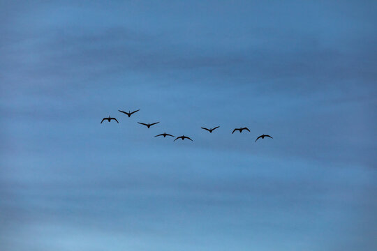 Trumpeter swans (Cygnus buccinator) migrating south
