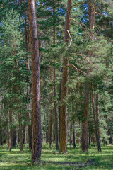 pine forest in the morning