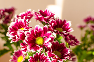 bouquet purple chrysanthemums in the sun