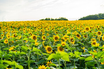 Sunflowers, field of sunflower in bloom sunflower field
