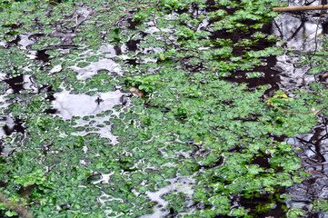 Nasturtium officinale grows on the edge of the reservoir