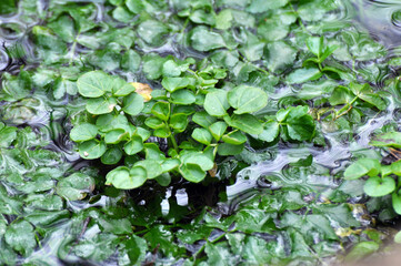 Nasturtium officinale grows on the edge of the reservoir
