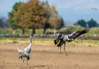 Dancing Cranes  in  arable field.  Common Crane, Scientific name: Grus grus, Grus communis.