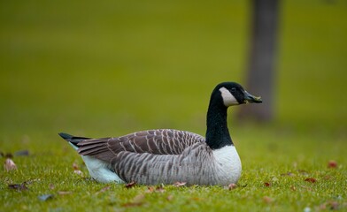 country goose on the grass in 