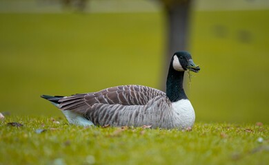 country goose sitting on the grass in 