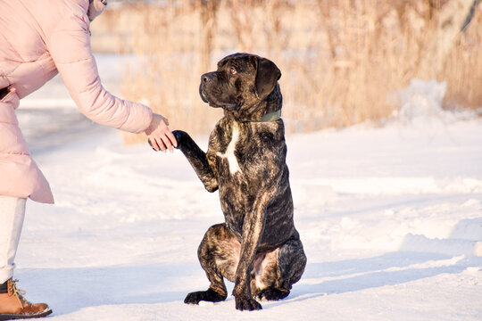 the dog gives a paw to the owner. dog commands. dog training