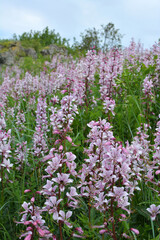 In nature, a rare plant blooms Red Book plant Dictamnus albus