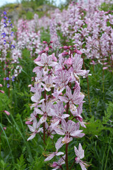 In nature, a rare plant blooms Red Book plant Dictamnus albus