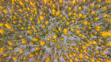 winter pine forest top view from a quadcopter