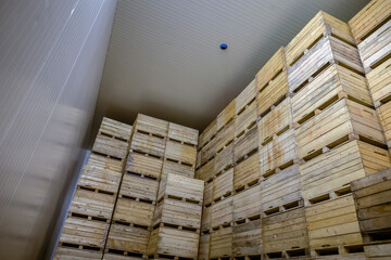 Inside a fridge airless storage camera. Vegetables or fruits in folding containers. Production facilities of large warehouse - grading, packing and storage of crops.