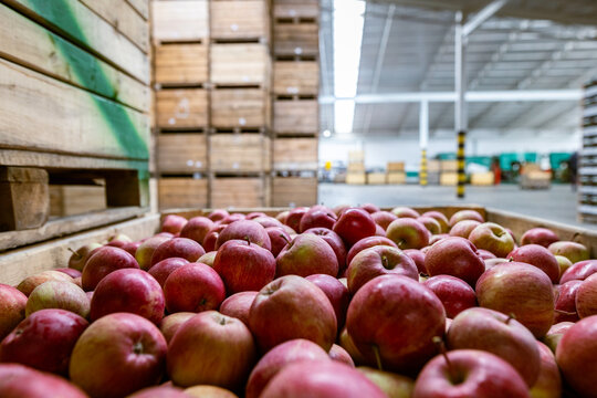 Ripe juicy red apples in a container. Production facilities of large warehouse - grading, packing and storage of crops.