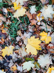 autumn leaves on the ground background