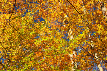 The sunshine through the Autumn leaves, Harz, Germany