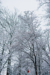 Fototapeta na wymiar Winter Landscape. Tree Covered with Snow in Winter.