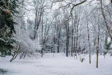 Winter Landscape. Tree Covered with Snow in Winter.
