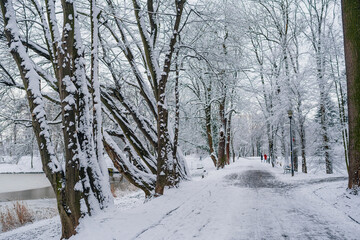 Winter Landscape. Tree Covered with Snow in Winter.