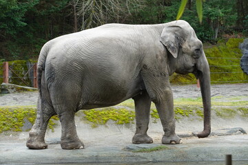 The Asian elephant (Elephas maximus), also known as the Asiatic elephant, is the only living...