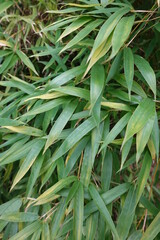 Closeup Bamboo leaves. Bamboo is a popular ornamental and edible plant.