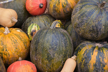 Pumpkin colorfull, background, autumn colors      