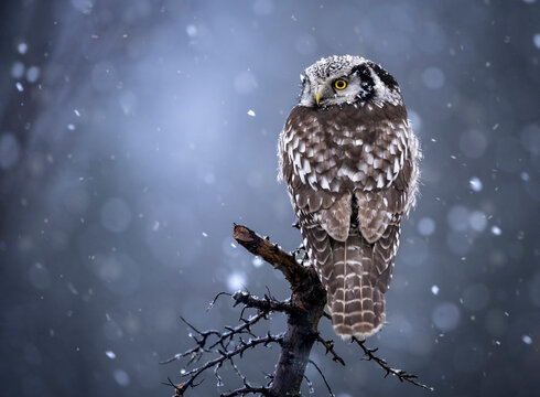 Northern Hawk Owl ( Surnia ulula )