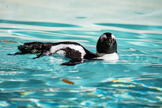 African penguin. Bird and birds. Water world and fauna. Wildlife and zoology.