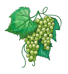 Sketch white Grape bunches with leaves, vintage illustration of wine grape on a stem. Vector hand drawn icon