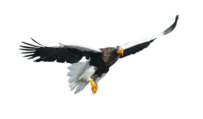 Adult Steller's sea eagle in flight.  Front view. Scientific name: Haliaeetus pelagicus. Isolated on white background.