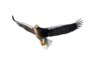 Adult Steller's sea eagle in flight.  Front view. Scientific name: Haliaeetus pelagicus. Isolated on white background.