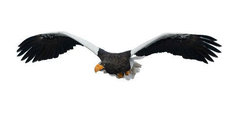 Adult Steller's sea eagle in flight.  Scientific name: Haliaeetus pelagicus. Isolated on white background.