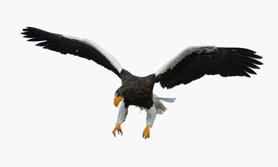 Adult Steller's sea eagle in flight.  Scientific name: Haliaeetus pelagicus. Isolated on white background.