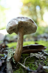 White Mushroom in Grassy Wooded Area