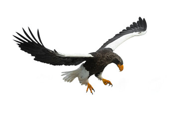 Adult Steller's sea eagle in flight.  Scientific name: Haliaeetus pelagicus. Isolated on white background.