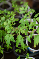 The spring seedling. Tomato sprouts on windowsill. Vertical photo selective soft focus